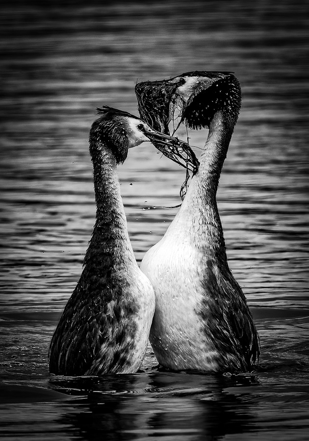 Dancing Grebes, Steve Parrish